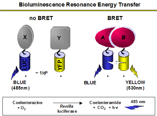 BRET Model